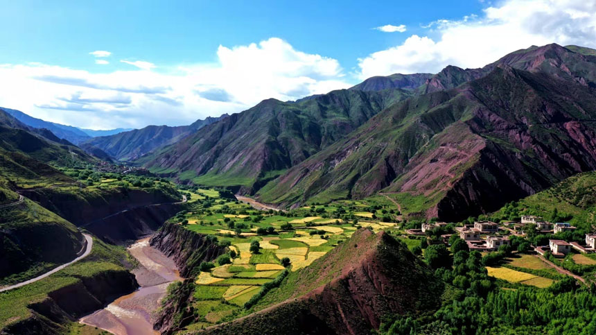 秋收時節(jié)的金色察雅。察雅縣融媒體中心拍攝