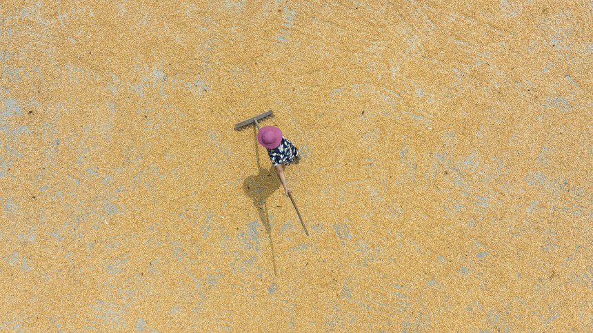 村民正在忙著曬秋。胡程攝