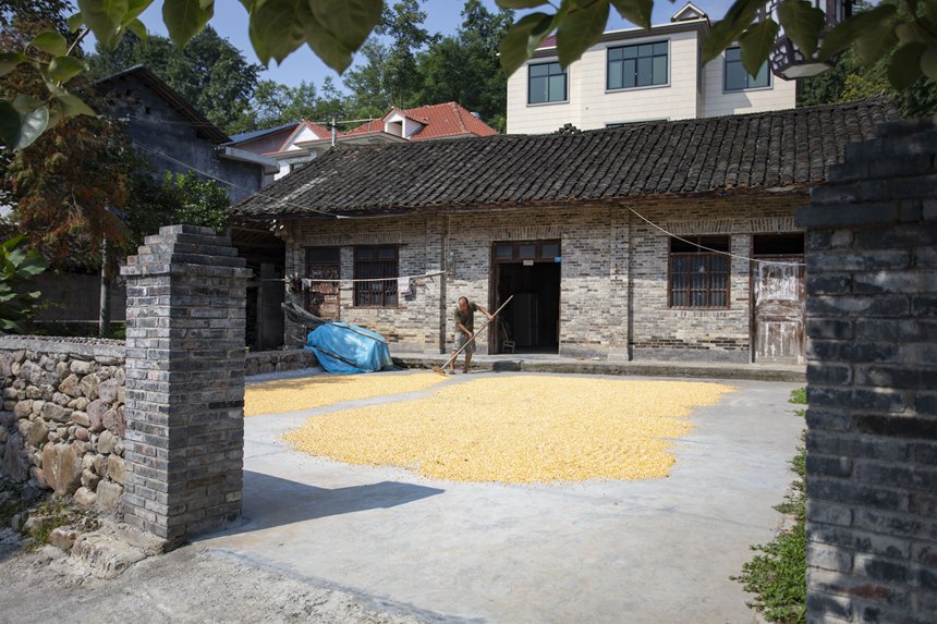 村民正在忙著曬秋。胡程攝