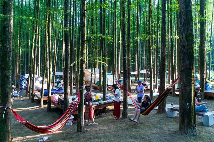 游客在森林公園里露營享受“清涼一夏”。瞿明斌攝