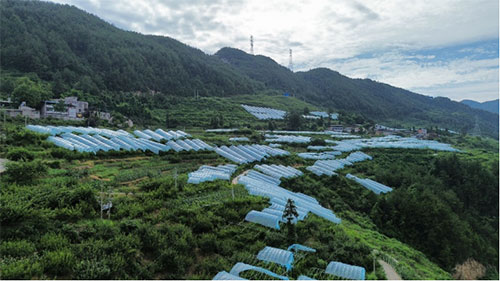 育種大棚。重慶盟淦農(nóng)業(yè)開發(fā)有限公司供圖