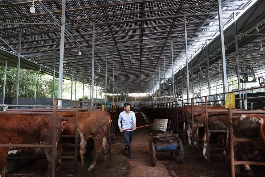 村民在光伏養(yǎng)牛場里清理圈舍。 楊敏攝