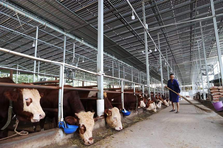 村民在光伏養(yǎng)牛場(chǎng)里打掃衛(wèi)生。楊敏攝