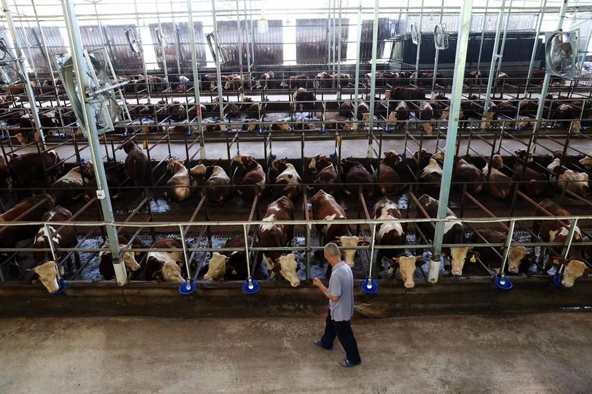 村民在光伏養(yǎng)牛場里打掃衛(wèi)生。楊敏攝