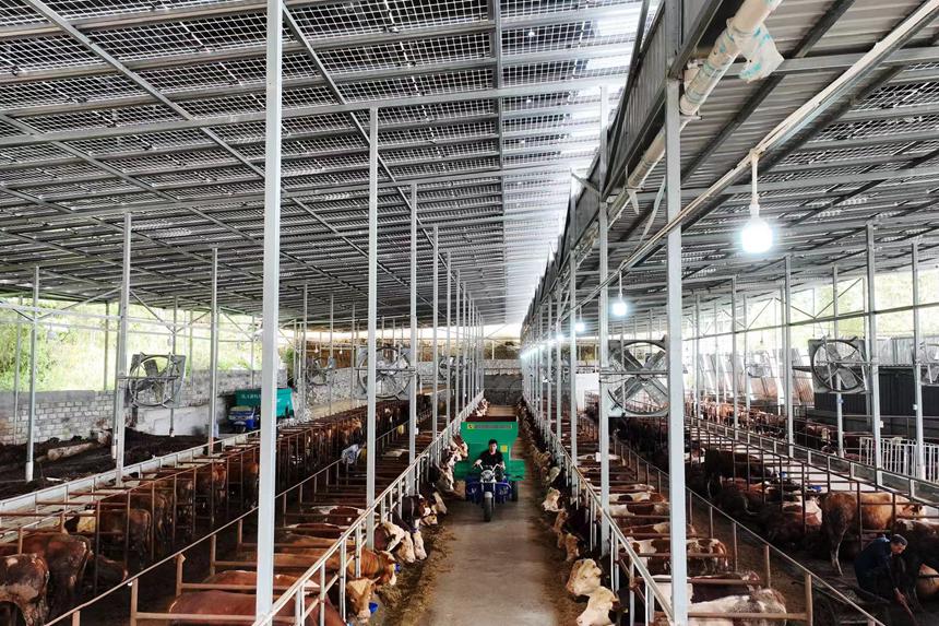 村民在光伏養(yǎng)牛場里給牛添加飼料。楊敏攝