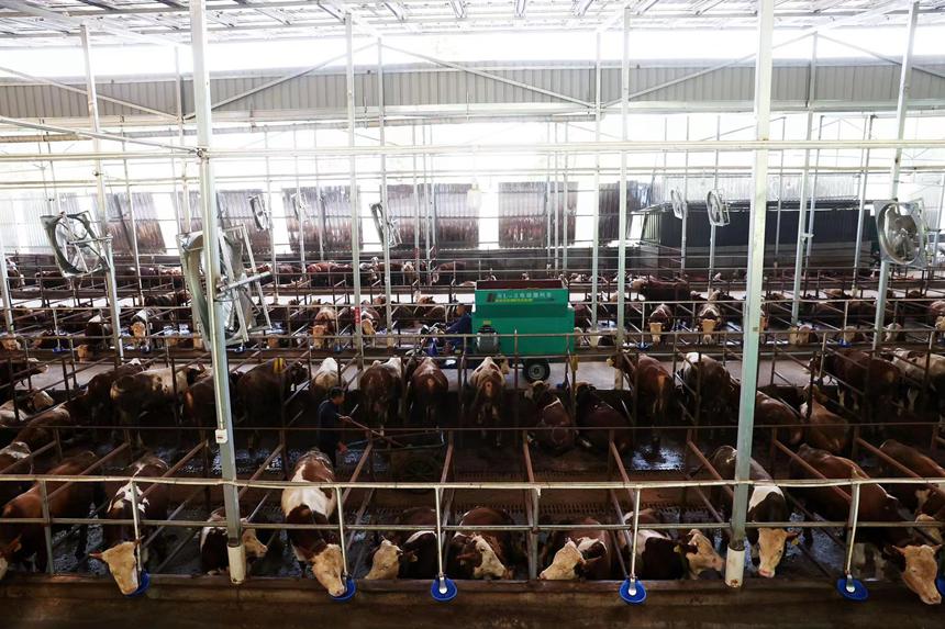 村民在光伏養(yǎng)牛場里打掃衛(wèi)生給牛添加飼料。楊敏攝