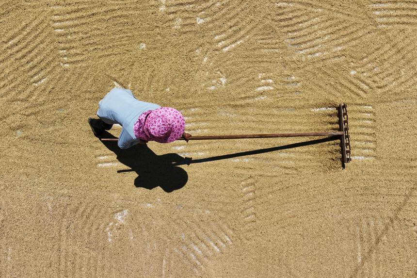 村民正在晾曬稻谷。楊敏攝