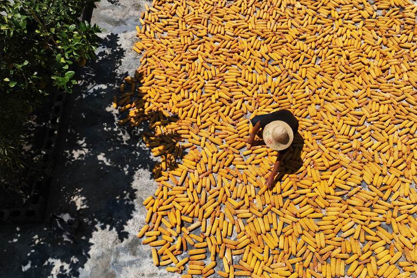 村民正在晾曬玉米。楊敏攝