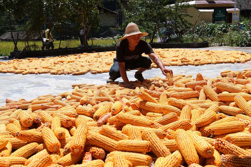 村民正在晾曬玉米。楊敏攝