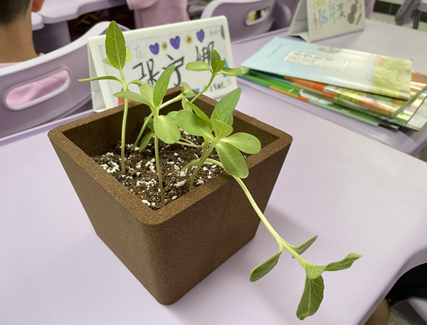 向日葵幼苗。晏紅霞攝