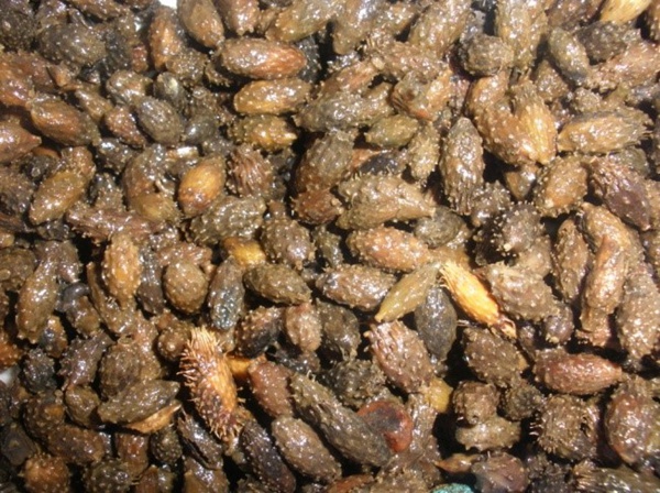 清洗回收后的蒼耳。受訪人供圖