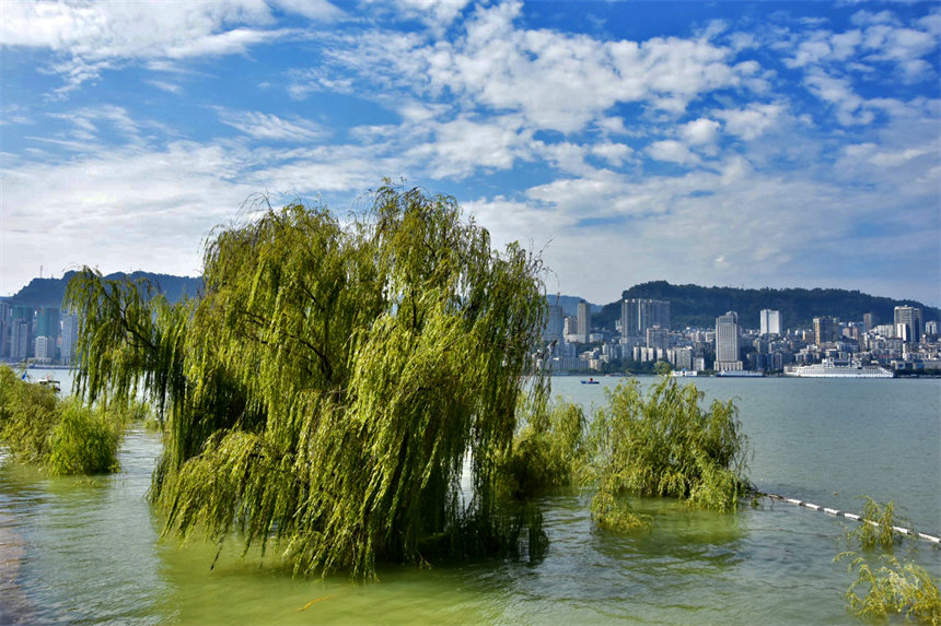 隨著水位的上升，在長(zhǎng)江萬(wàn)州段兩岸消落帶再次呈現(xiàn)出“水中森林”的美景。李茜攝