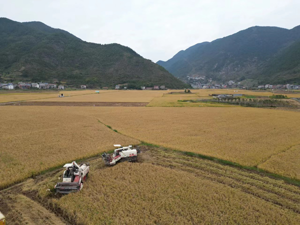巫山縣廟宇鎮(zhèn)稻田豐收。巫山縣融媒體中心供圖