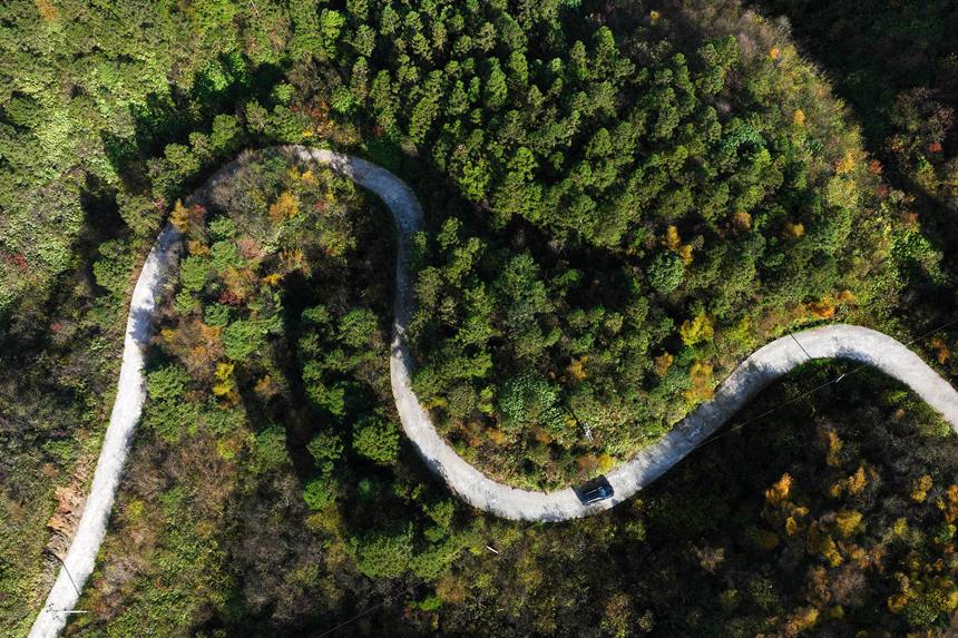 重慶市黔江區(qū)國家森林公園彩葉林。楊敏攝