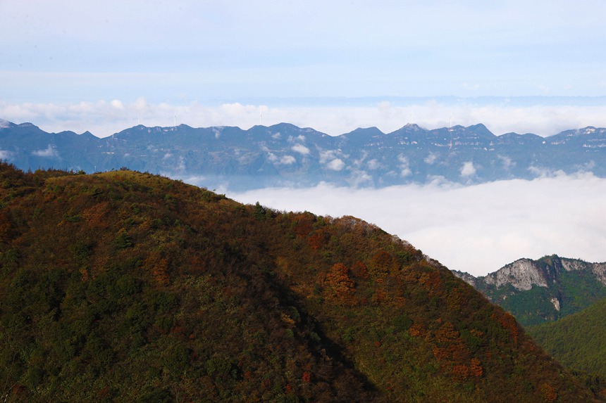 重慶市黔江區(qū)國(guó)家森林公園彩葉林。楊敏攝