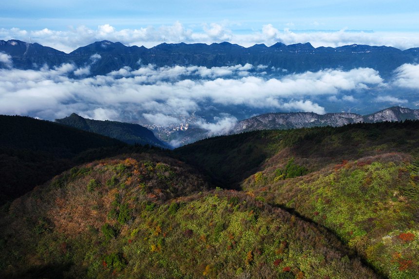重慶市黔江區(qū)國家森林公園彩葉林。楊敏攝