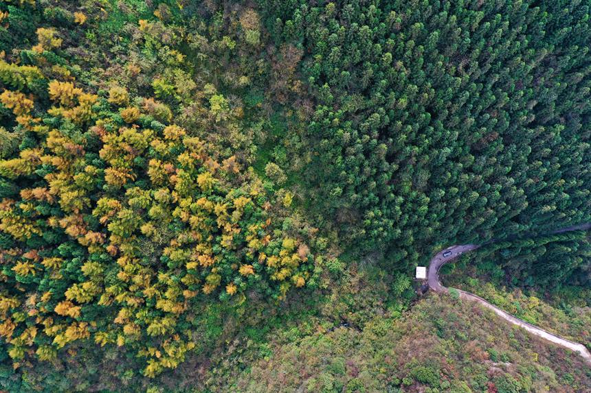 重慶市黔江區(qū)國(guó)家森林公園彩葉林。楊敏攝