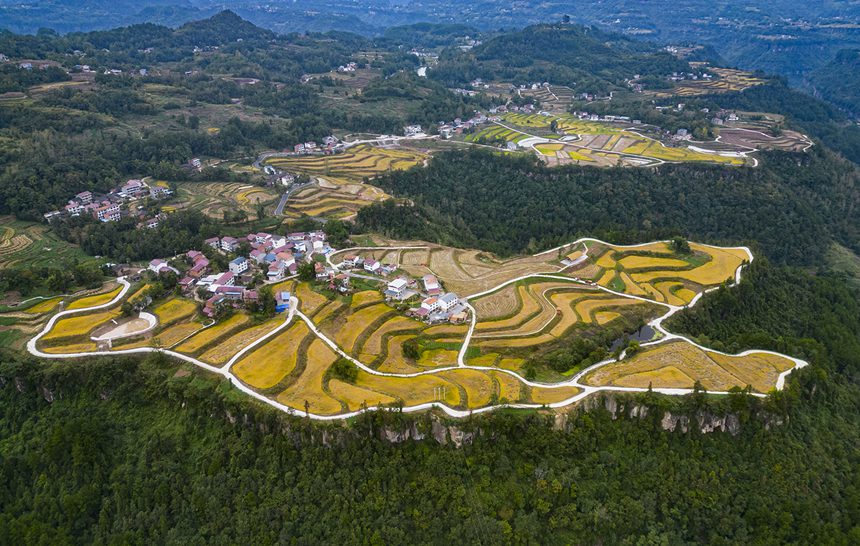 萬州恒合土家族鄉(xiāng)高標(biāo)準(zhǔn)農(nóng)田一片金黃。冉孟軍攝