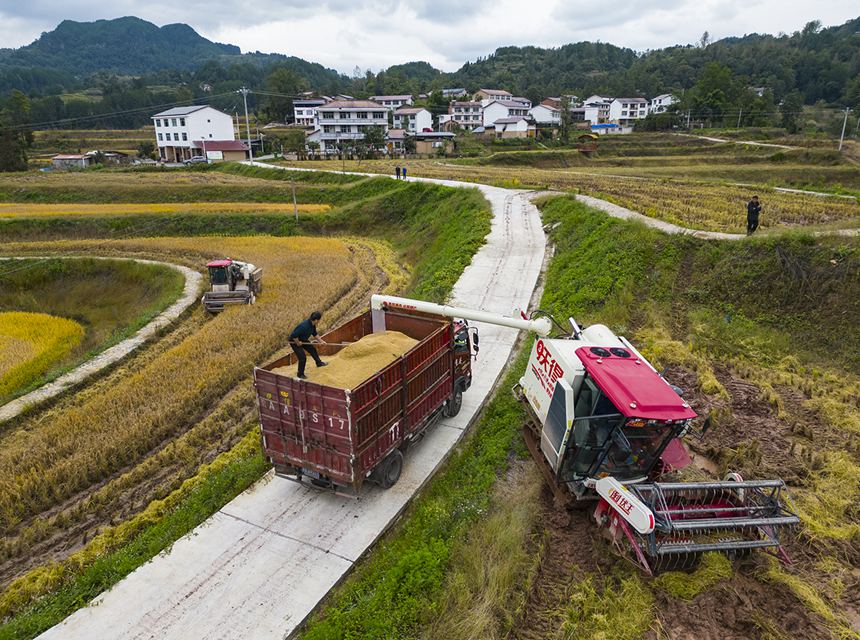 收割機(jī)正在收割水稻。冉孟軍攝