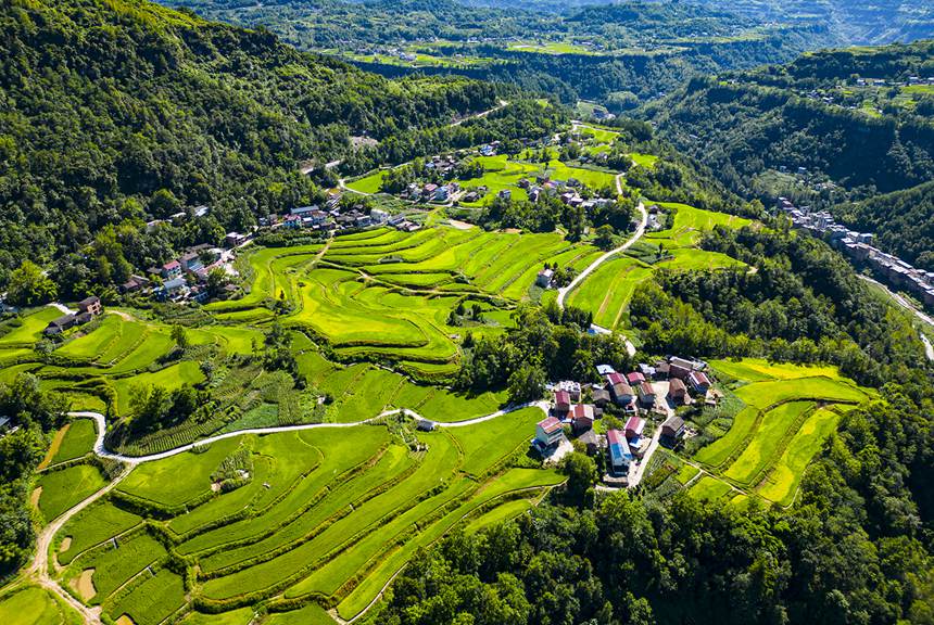 盛夏時節(jié)萬州恒合土家族鄉(xiāng)高標準農(nóng)田綠意盎然。冉孟軍攝