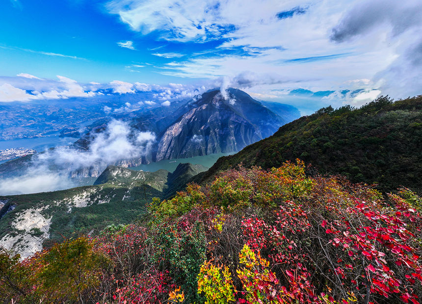 紅葉扮美瞿塘峽。王正坤攝
