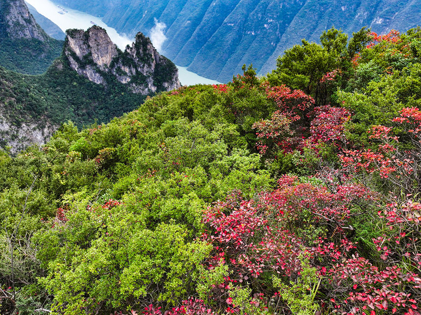 巫峽岸邊的紅葉。王正坤攝