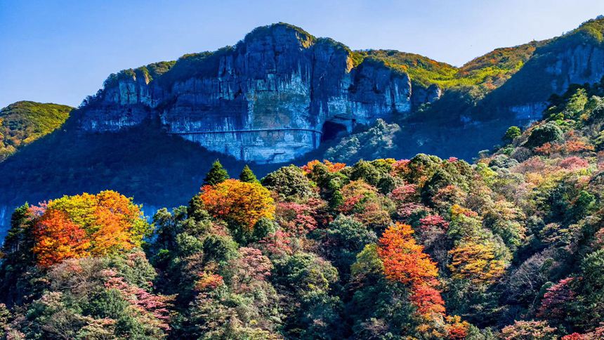 金佛山彩林色彩斑斕恍若“童話”世界。瞿明斌攝