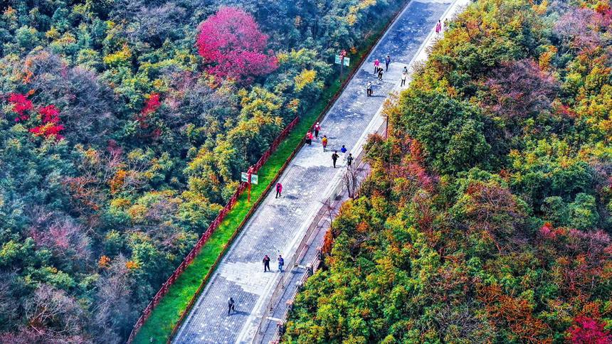 金佛山彩林色彩斑斕恍若“童話”世界。瞿明斌攝