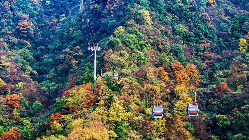 金佛山彩林色彩斑斕恍若“童話”世界。瞿明斌攝