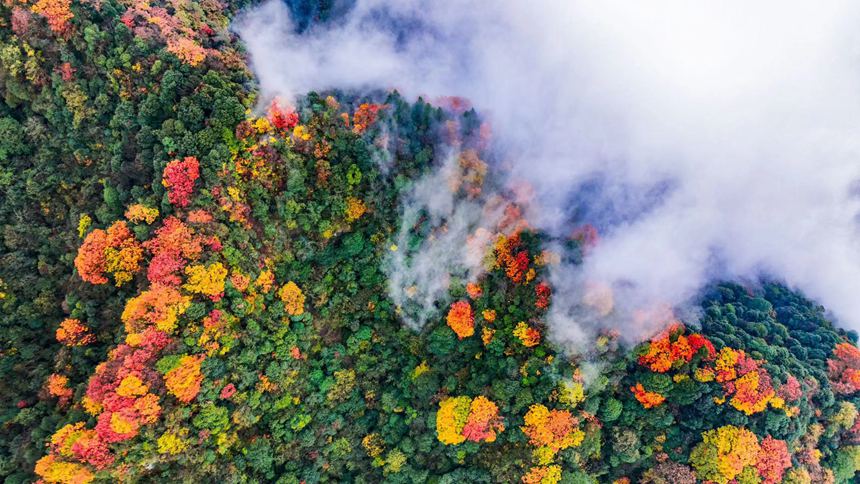 金佛山彩林色彩斑斕恍若“童話”世界。瞿明斌攝