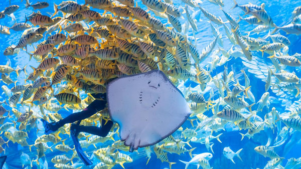 重慶融創(chuàng)海世界魚群圖。融創(chuàng)海世界供圖