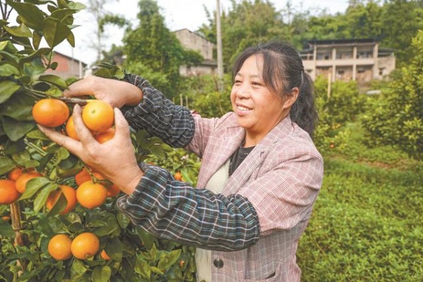 果農(nóng)正在采摘砂糖橘。鋒區(qū)融媒體中心供圖