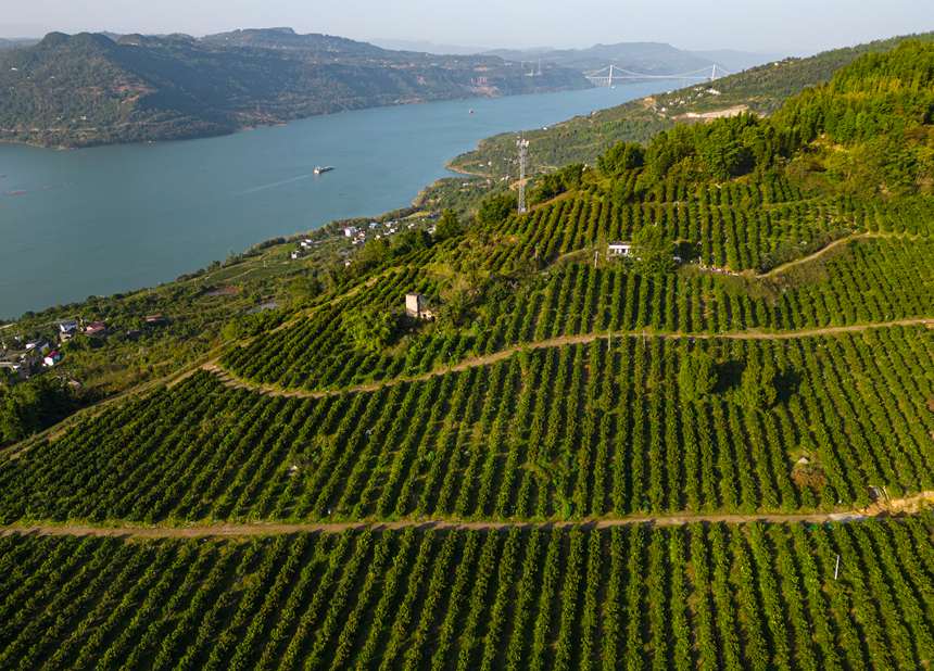 萬州區(qū)溪口鄉(xiāng)砂糖橘林。 冉孟軍攝