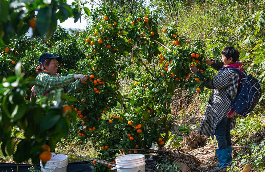 采摘砂糖橘。 冉孟軍攝