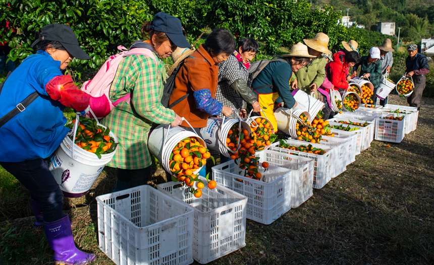 砂糖橘迎來豐收。冉孟軍 攝