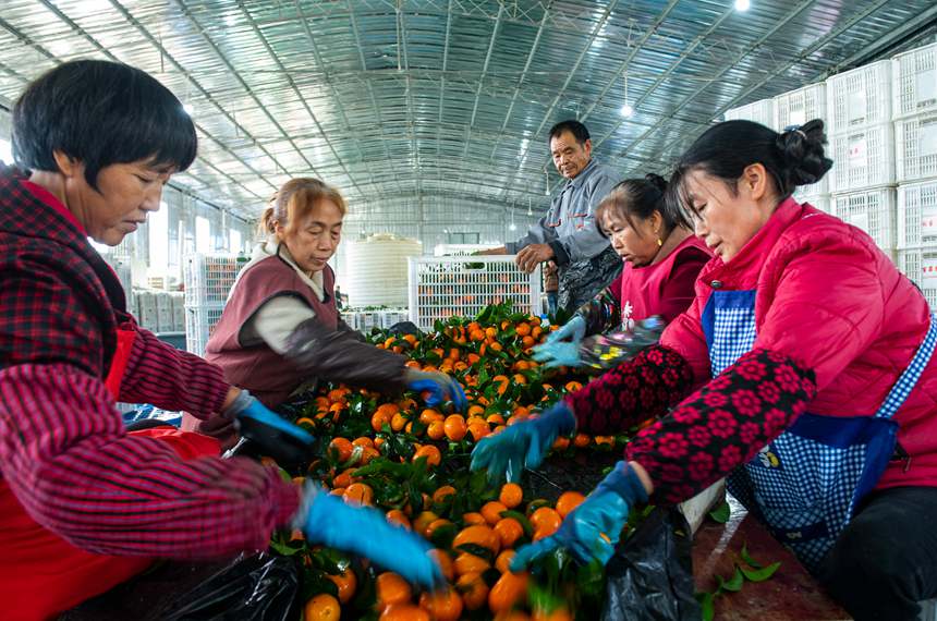 就業(yè)幫扶車間，村民流水分揀。冉孟軍攝