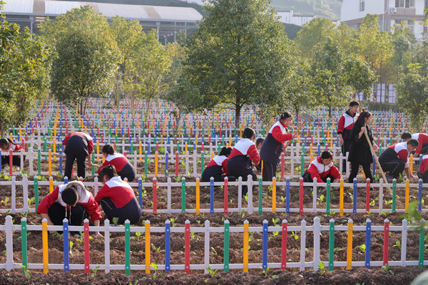 石柱縣回龍中學(xué)校勞作實(shí)踐基地。曾英豪攝