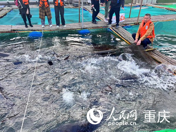工作人員向記者展示養(yǎng)殖的魚類。人民網(wǎng)記者 馮文彥攝