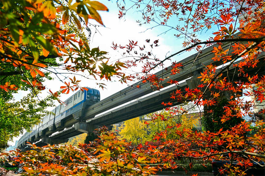 冬日山城，南岸區(qū)學(xué)府大道沿線，一路“楓景”如畫(huà)。郭旭攝