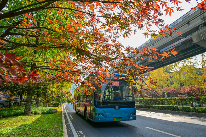 冬日山城，南岸區(qū)學(xué)府大道沿線，一路“楓景”如畫。郭旭攝