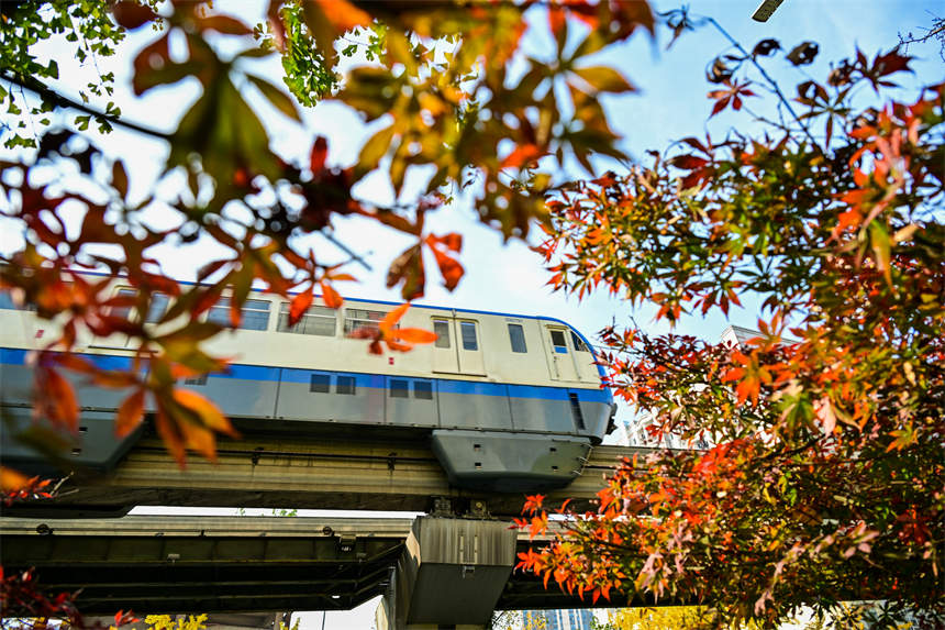冬日山城，南岸區(qū)學府大道沿線，一路“楓景”如畫。郭旭攝
