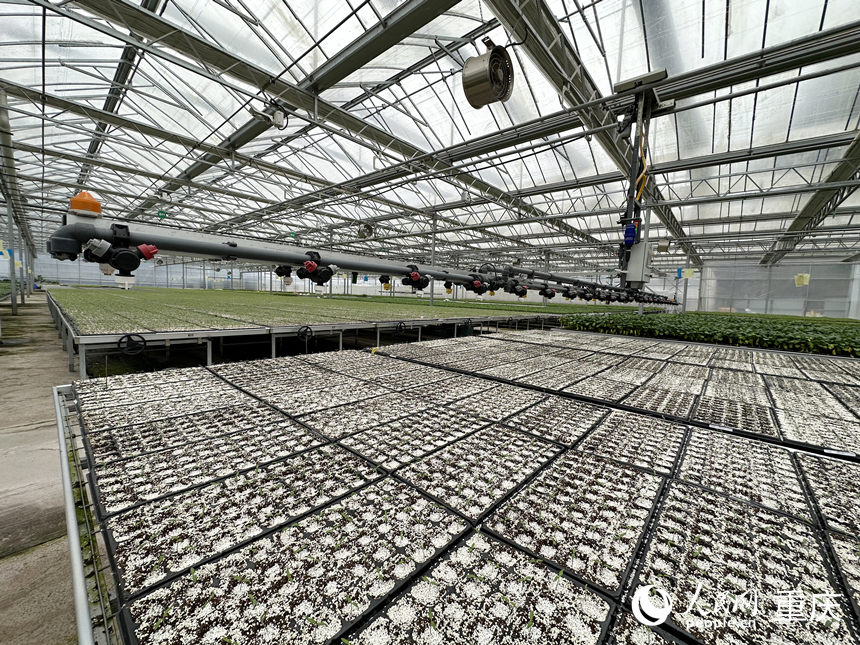 智慧種苗工廠配置的智慧水肥噴淋系統(tǒng)。人民網(wǎng)記者 劉政寧攝