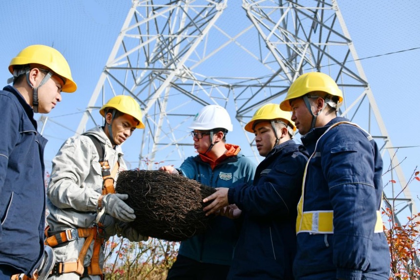 防鳥撞專家與重慶送變電公司員工討論鳥巢安裝注意事項。張弛攝