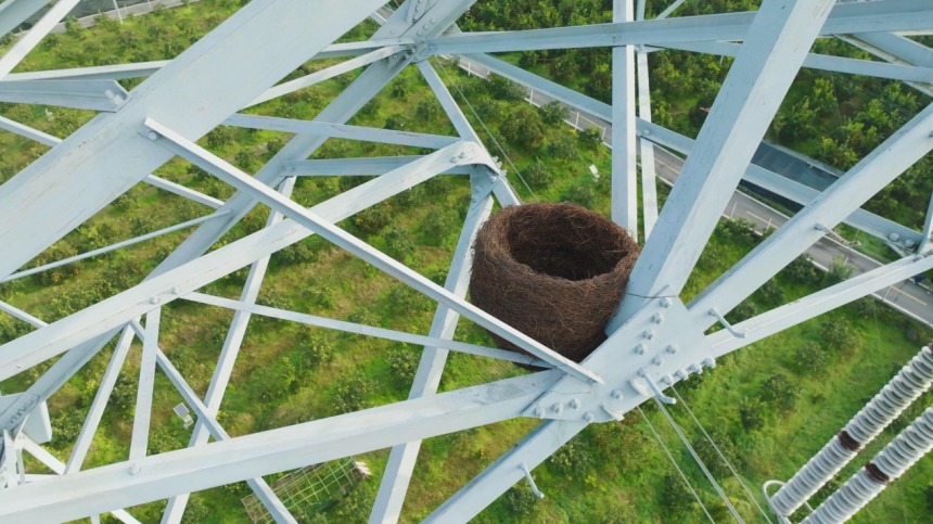 鳥巢牢固綁定在鐵塔上。張弛攝