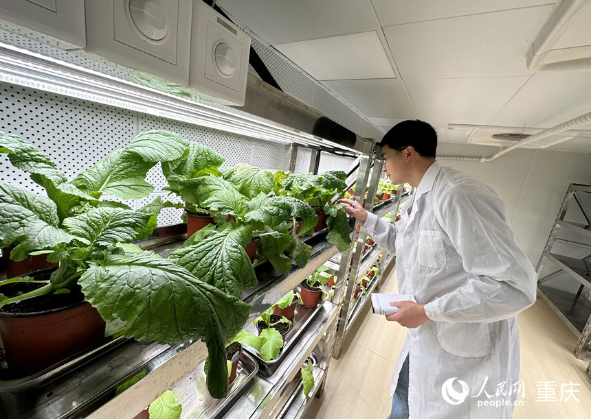 科研人員在人工氣候室查看青菜頭生長情況。人民網(wǎng)記者 劉政寧攝