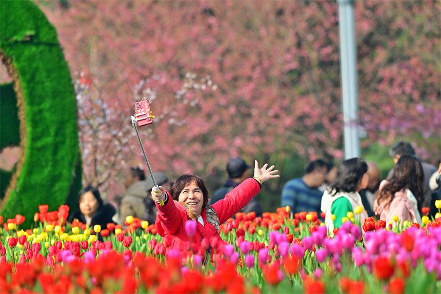 重慶南山植物園，市民在郁金香花海里打卡合影。郭旭攝