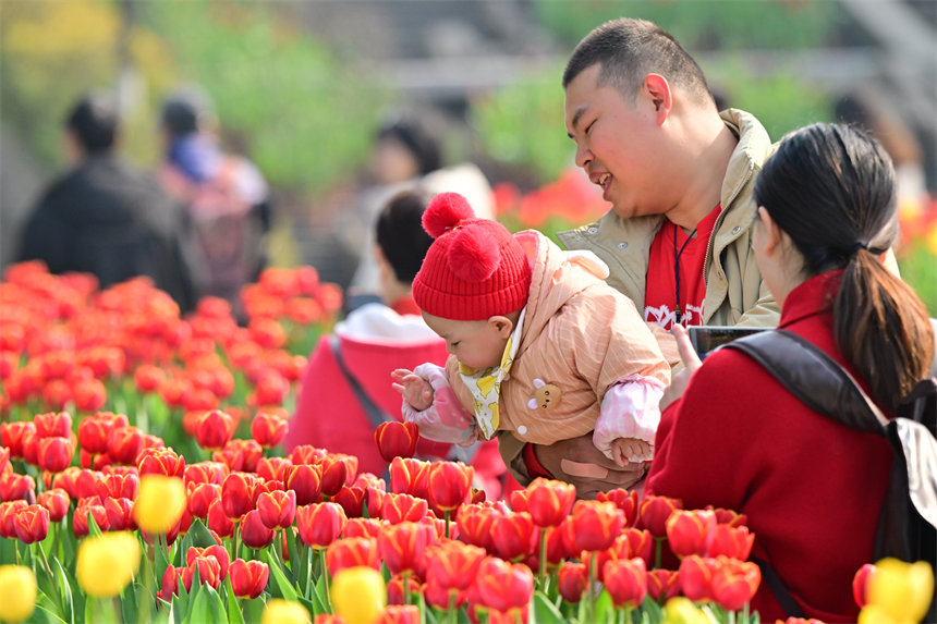 重慶南山植物園，市民游客前來(lái)賞花踏春歡度新春佳節(jié)。郭旭攝