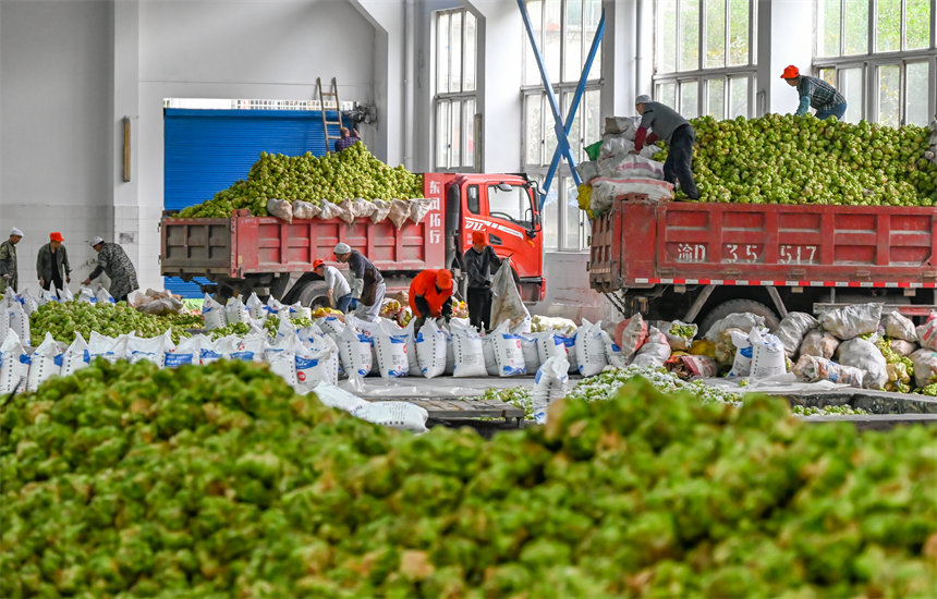 滿載青菜頭的貨車陸續(xù)開到魚泉榨菜廠。付作僑攝