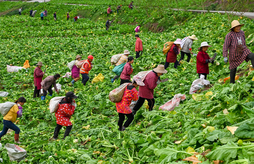 田間地頭，村民干得熱火朝天。付作僑攝 