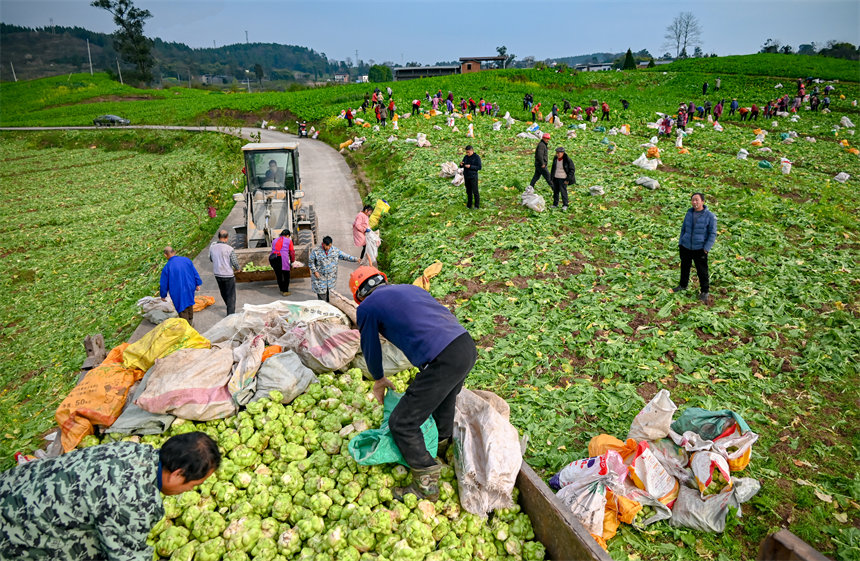 田間地頭，村民干得熱火朝天。付作僑攝 